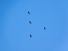 Theristicus melanopis