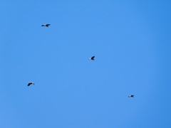 Theristicus melanopis