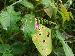 Asystasia dalzelliana