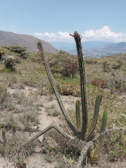 Borzicactus sepium