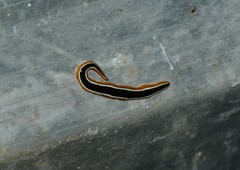 Geoplana vaginuloides