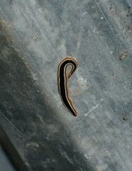 Geoplana vaginuloides