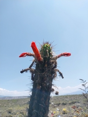 Borzicactus sepium