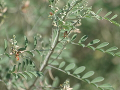 Indigofera lindheimeriana