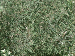 Indigofera lindheimeriana