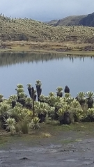 Espeletia pycnophylla