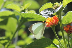 Leptophobia
