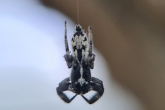 Ocrisiona leucocomis