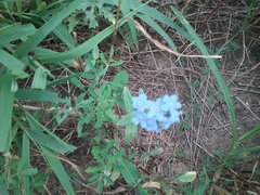 Cynoglossum amabile