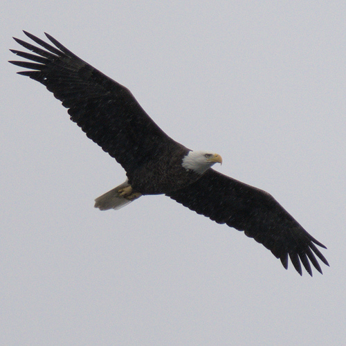 Bald Eagle photographed in Massachusetts