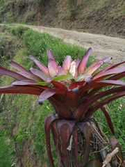 Alcantarea imperialis