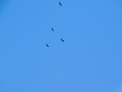 Theristicus melanopis