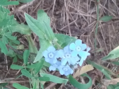 Cynoglossum amabile