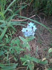 Cynoglossum amabile