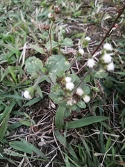 Ageratum conyzoides
