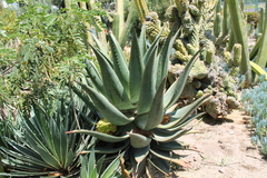 Aloe