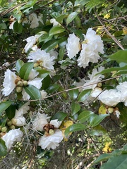 Rosa laevigata