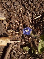 Evolvulus alsinoides