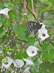 Ipomoea amnicola