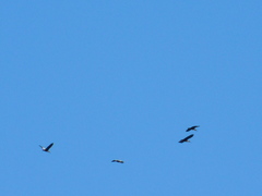 Theristicus melanopis