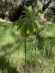 Clermontia pyrularia