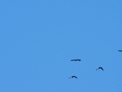 Theristicus melanopis