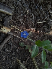 Evolvulus alsinoides