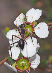 Camponotus intrepidus