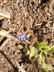 Evolvulus alsinoides