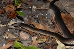 Stegonotus australis