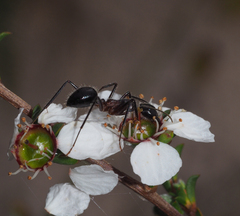 Camponotus intrepidus