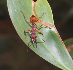 Myrmecia nigriscapa