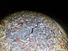 Stegonotus australis