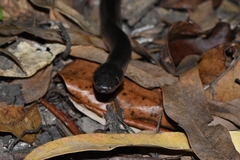Stegonotus australis