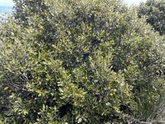 Avicennia marina marina