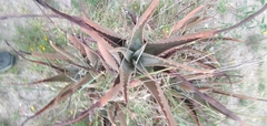 Aloe divaricata