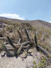 Borzicactus sepium