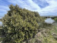 Avicennia marina marina