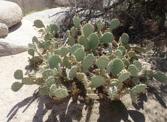 Opuntia phaeacantha