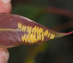Paropsisterna cloelia
