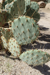 Opuntia phaeacantha