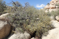 Quercus cornelius-mulleri