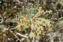 Quercus cornelius-mulleri
