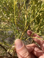 Baccharis sarothroides × pilularis