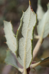 Quercus cornelius-mulleri