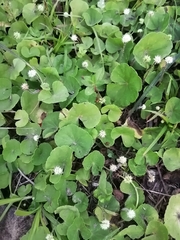 Hydrocotyle leucocephala