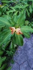Costus