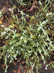 Pectocarya linearis ferocula