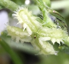 Pectocarya linearis ferocula
