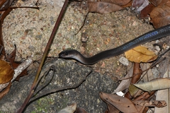 Stegonotus australis